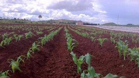 有機肥替代化肥試點(diǎn) 今年示范推廣2萬(wàn)畝